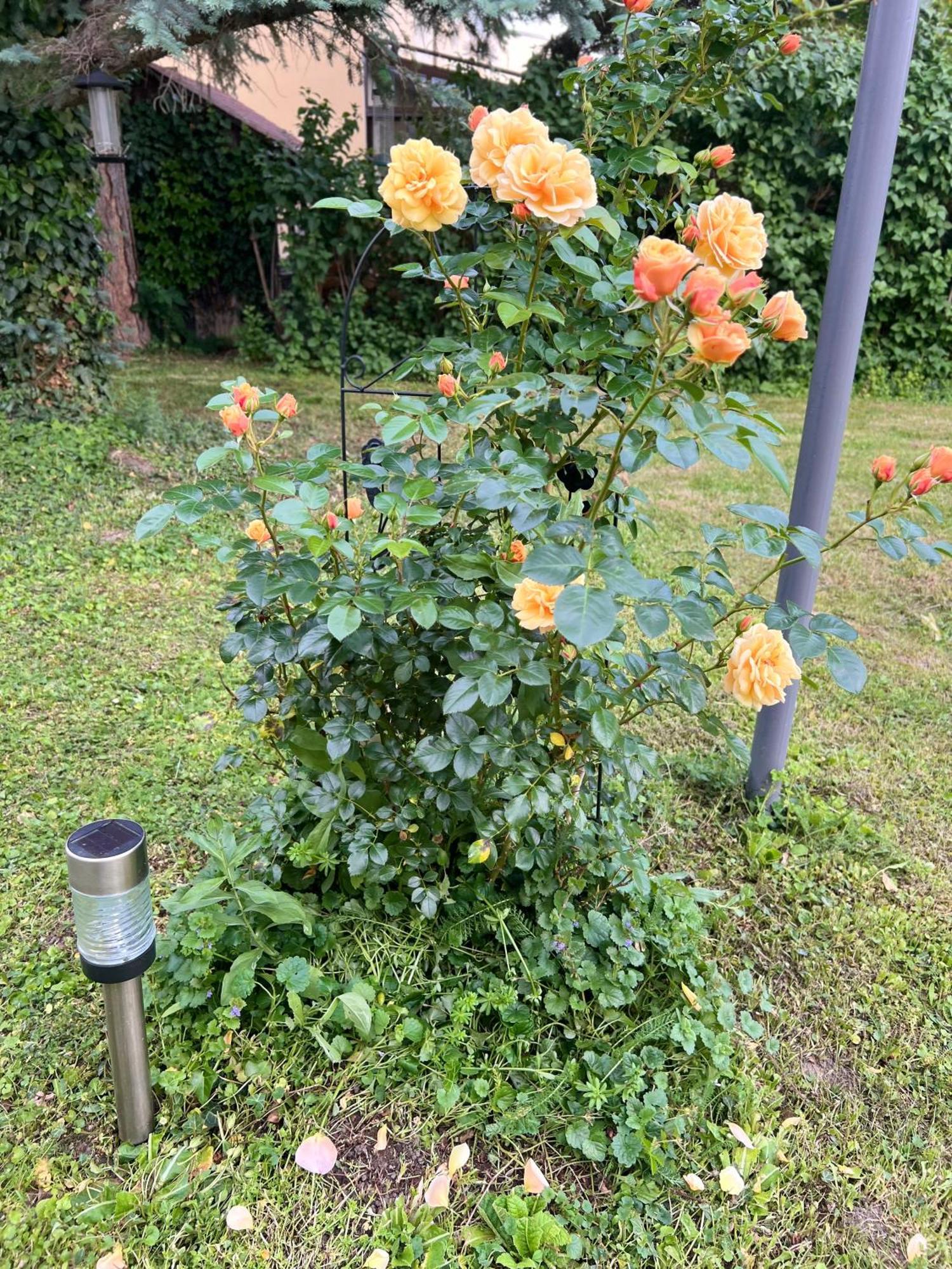 Appartamento Rosengarten